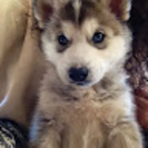 Meet your Posher, Zoey